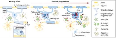 Functions and dysfunctions of oligodendrocytes in neurodegenerative diseases